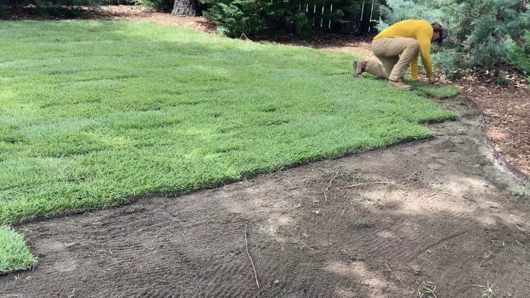 Backyard before landscape improvement